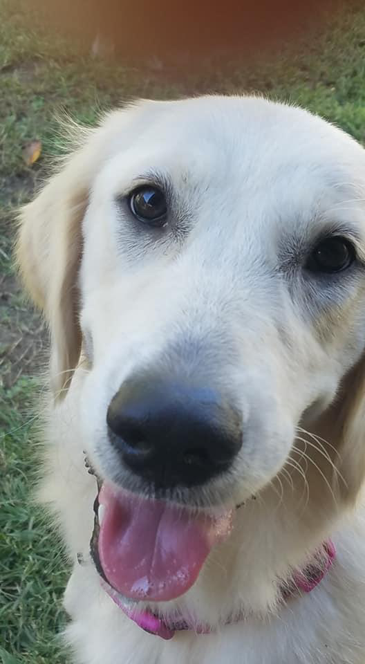 Bella in therapy dog training