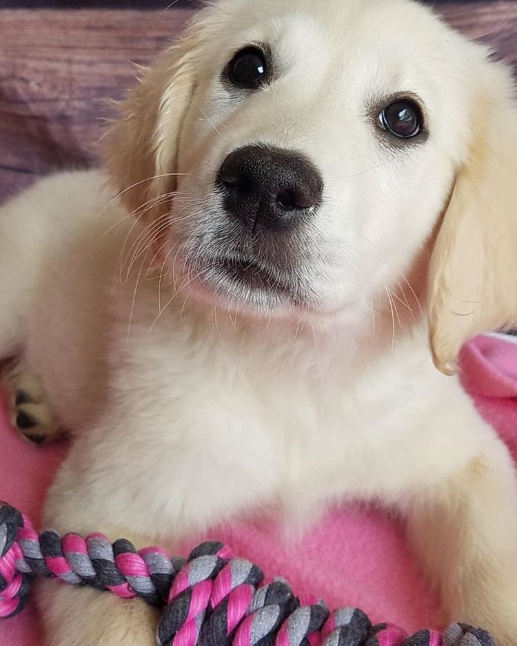 Guardian Angel / Bella, therapy dog in training