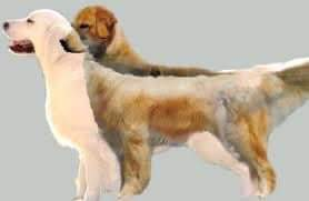 KC's Golden Dream paw logo