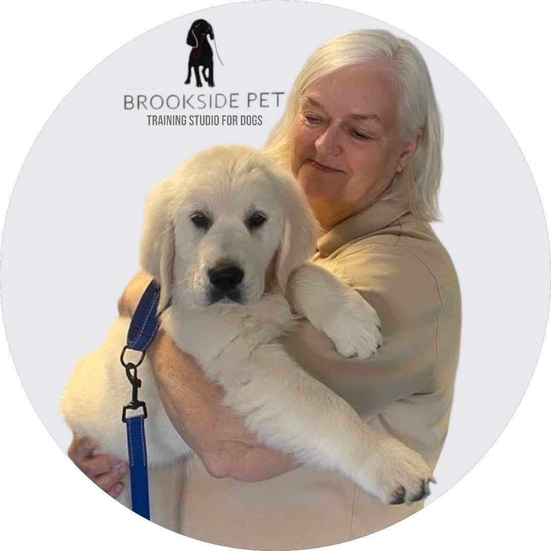 Golden retriever puppy in clicker training